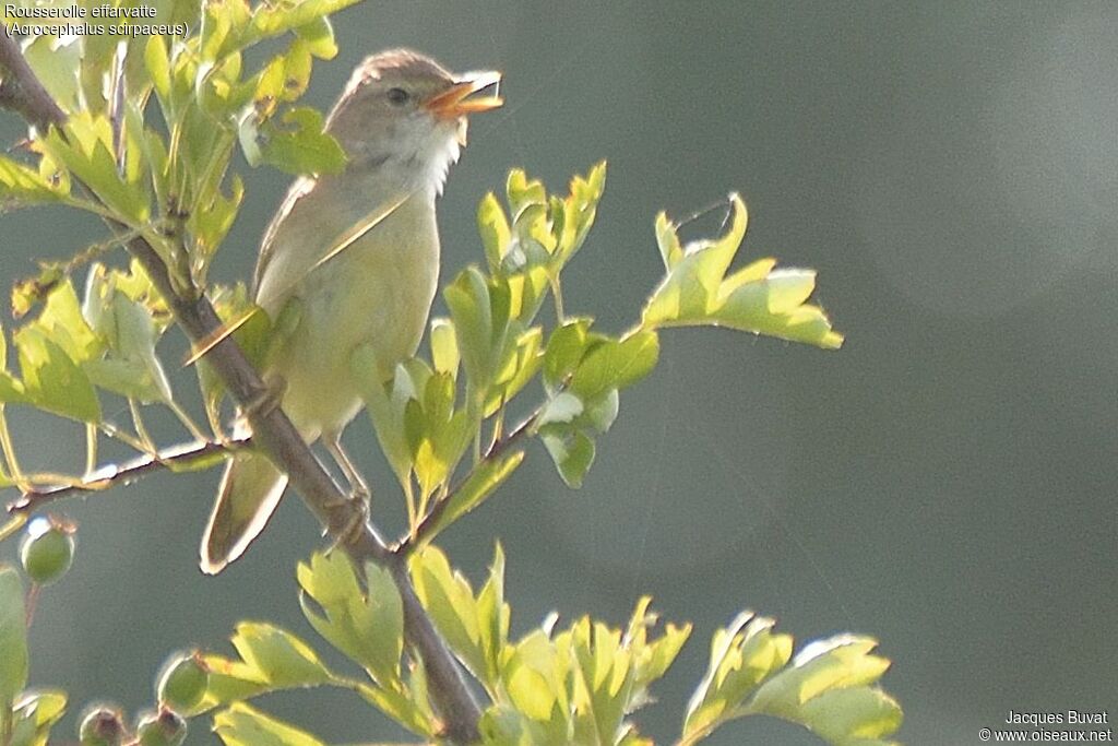 Rousserolle effarvatte