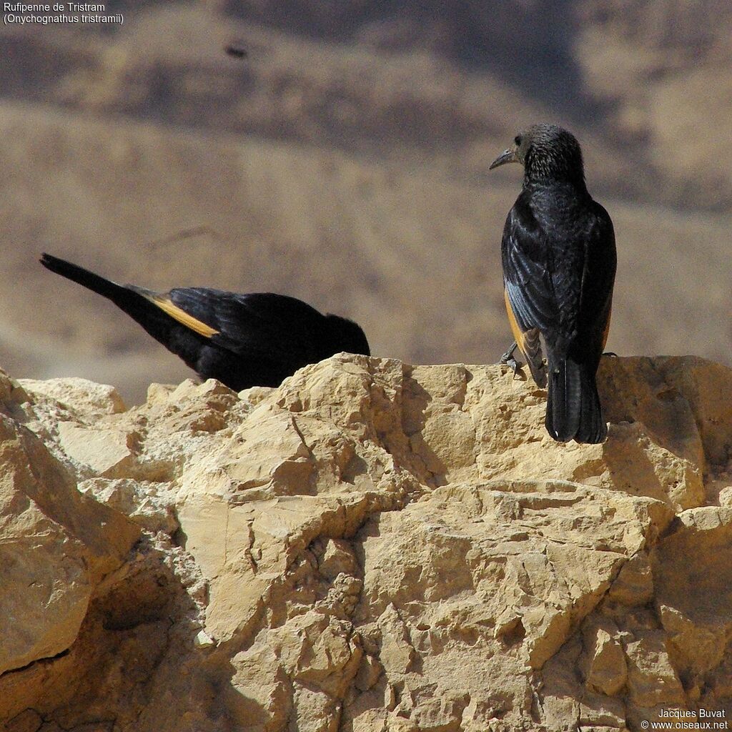 Tristram's Starling
