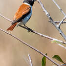 Serin alario