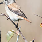 Serin alario