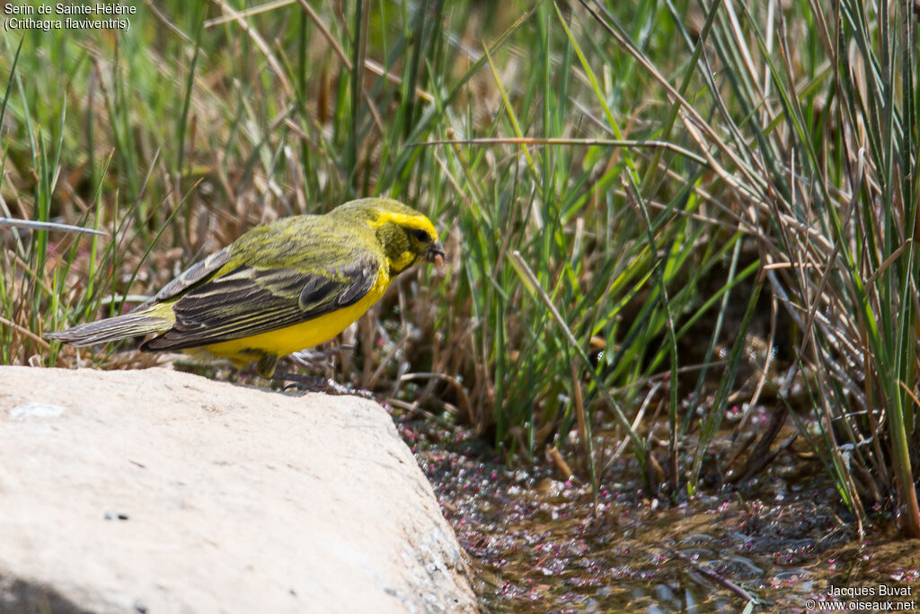 Serin de Sainte-Hélène mâle adulte