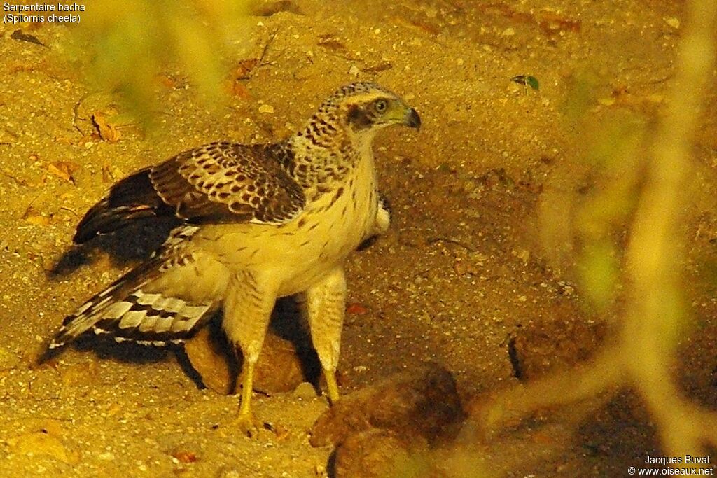 Crested Serpent Eagle