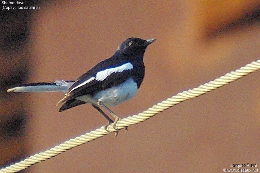 Oriental Magpie-Robin male adult, identification, close-up portrait, aspect, pigmentation