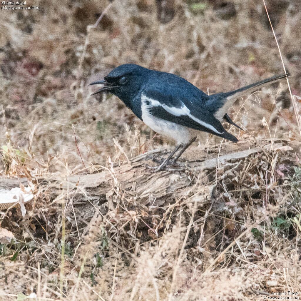 Oriental Magpie-Robin