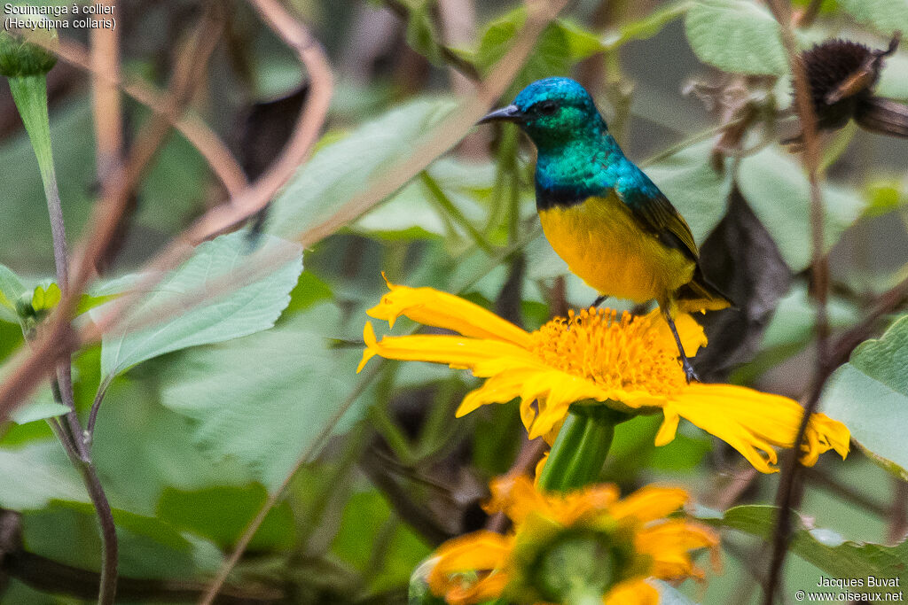 Collared Sunbird male adult breeding