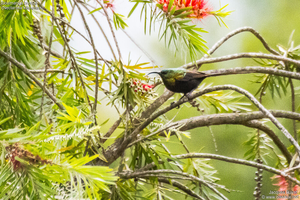 Bronze Sunbird male adult breeding