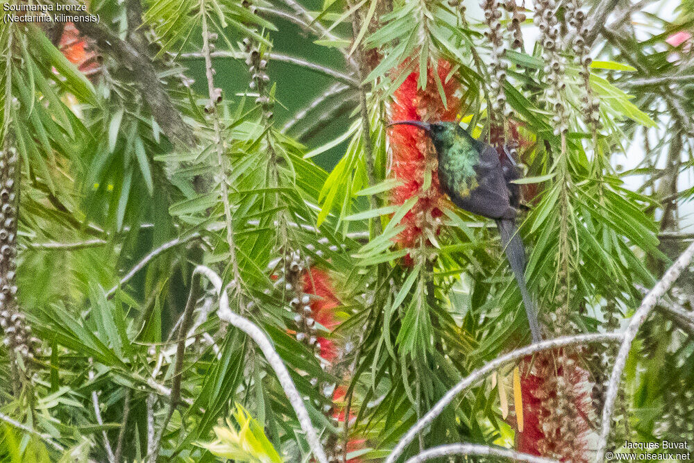Bronze Sunbird male adult breeding