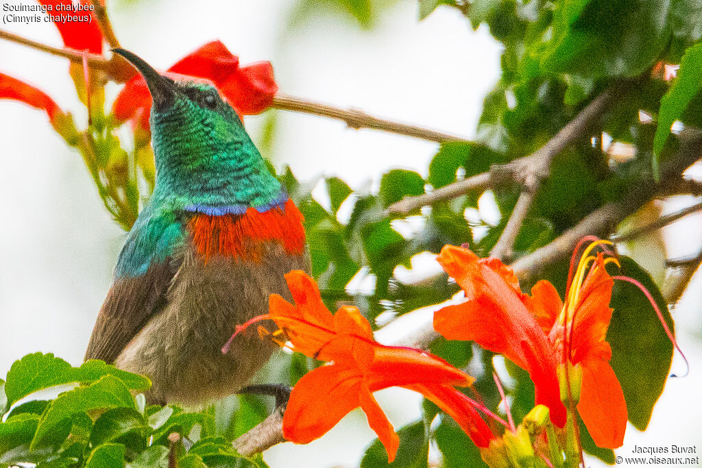 Southern Double-collared Sunbird male adult breeding
