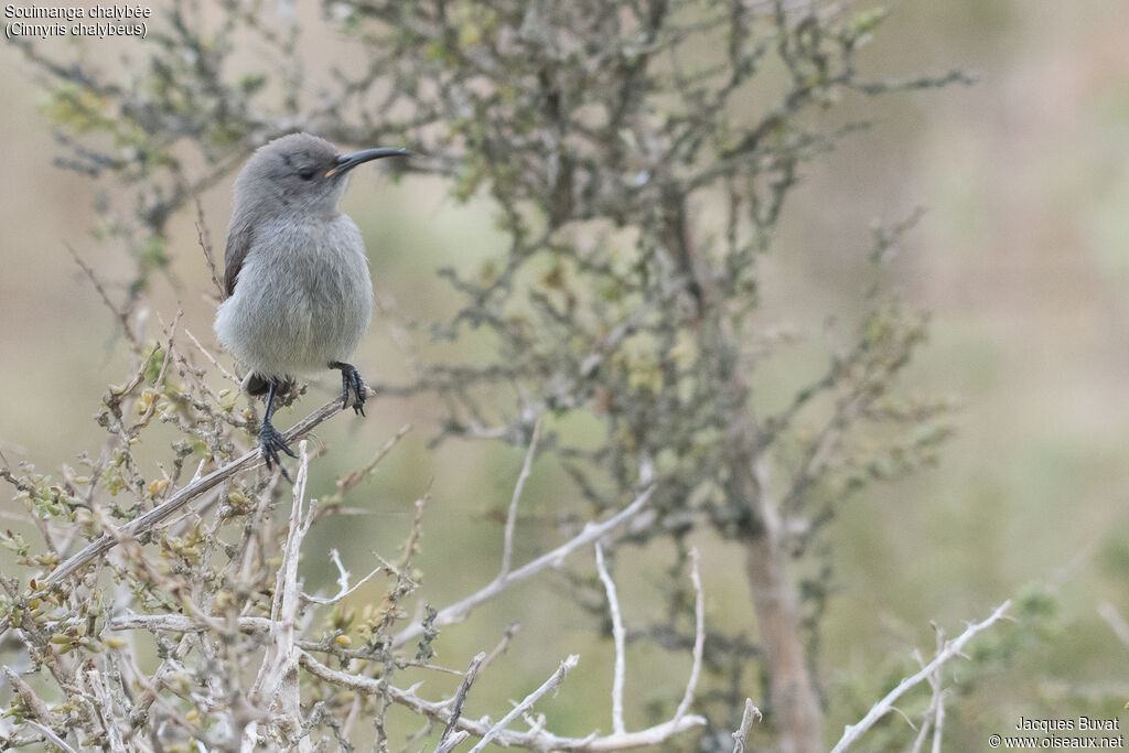 Southern Double-collared Sunbirdjuvenile
