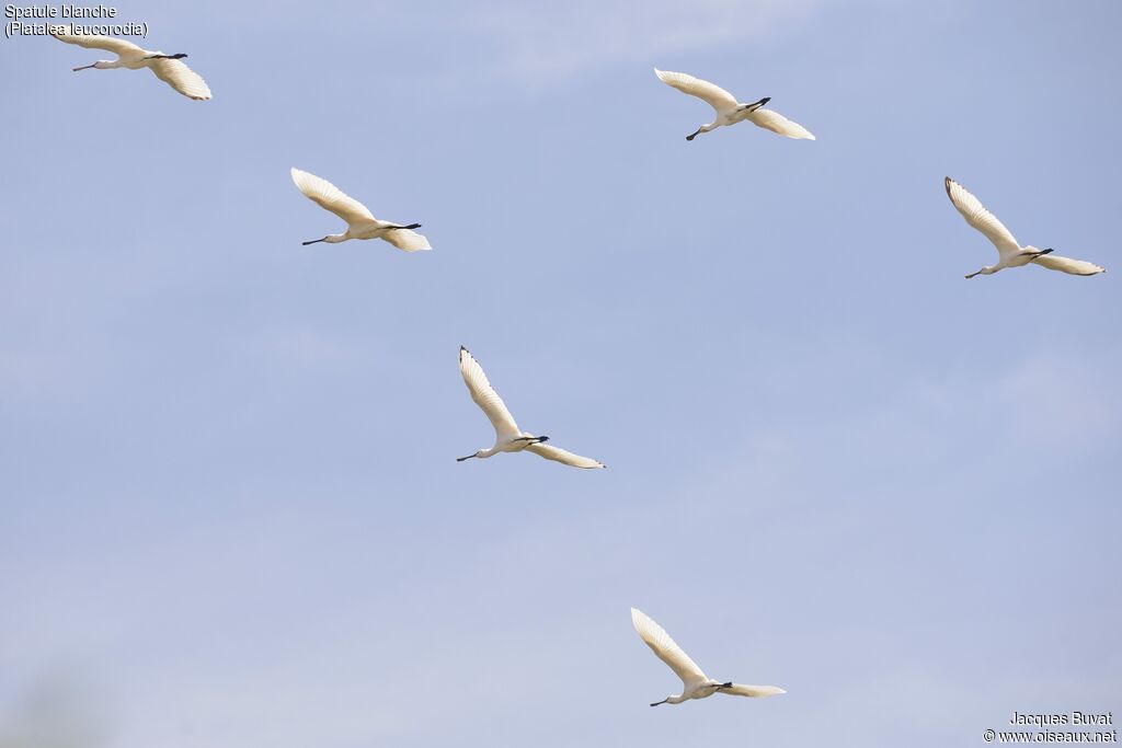 Eurasian Spoonbill