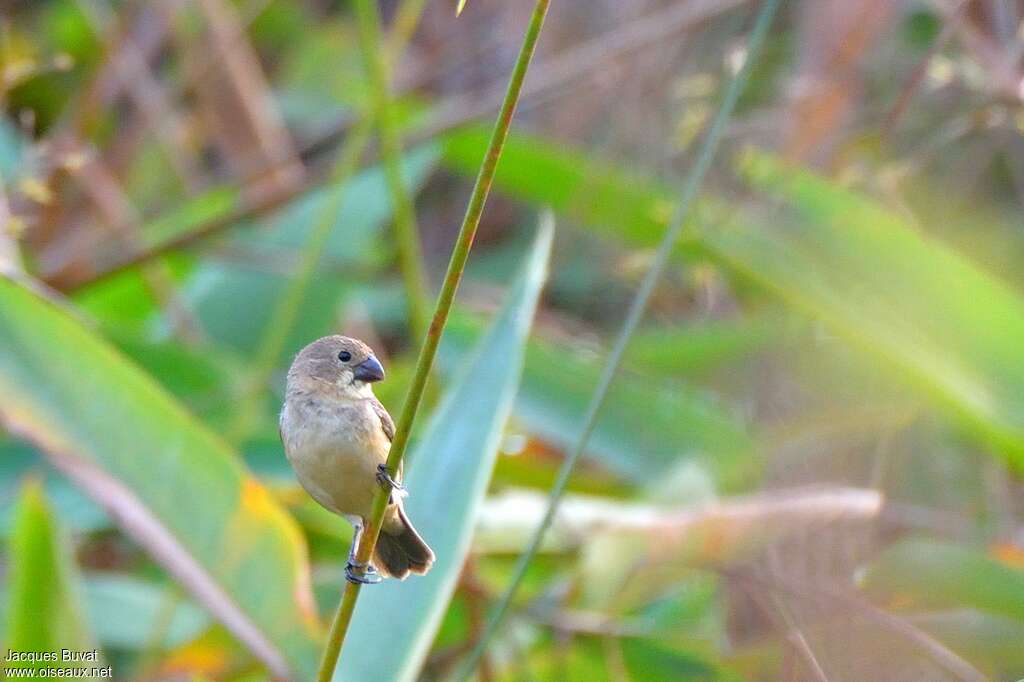 Rusty-collared Seedeater female adult, close-up portrait