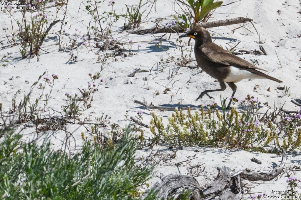 Pied Starlingadult