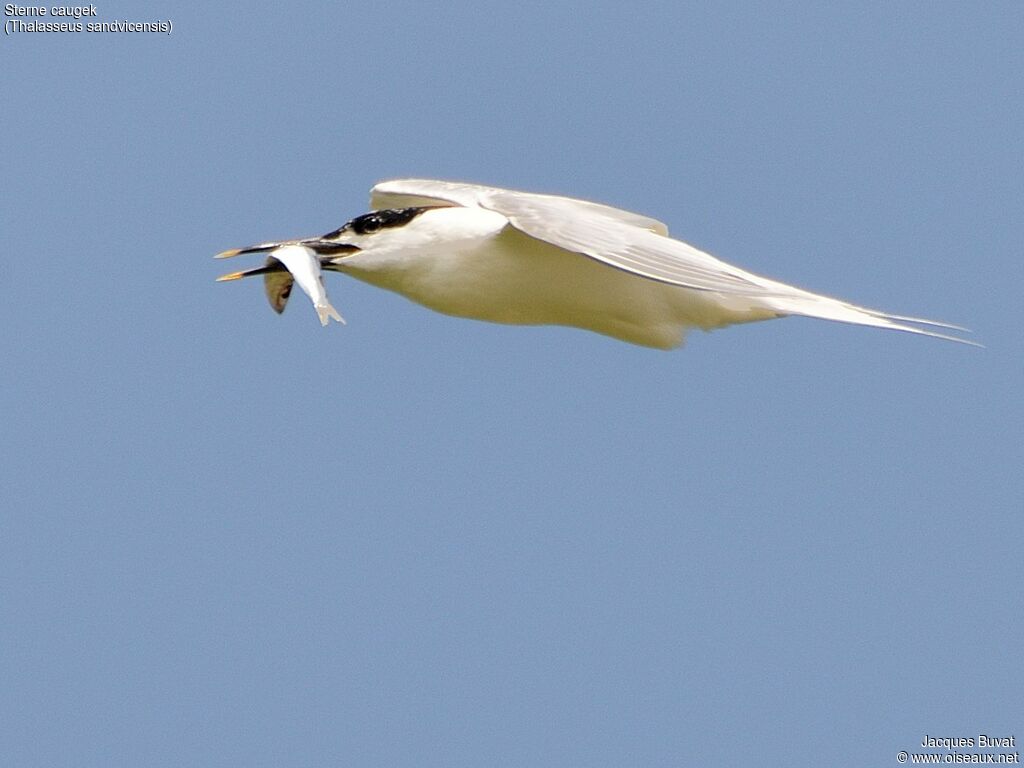 Sandwich Ternadult breeding, aspect, pigmentation, Flight, Reproduction-nesting