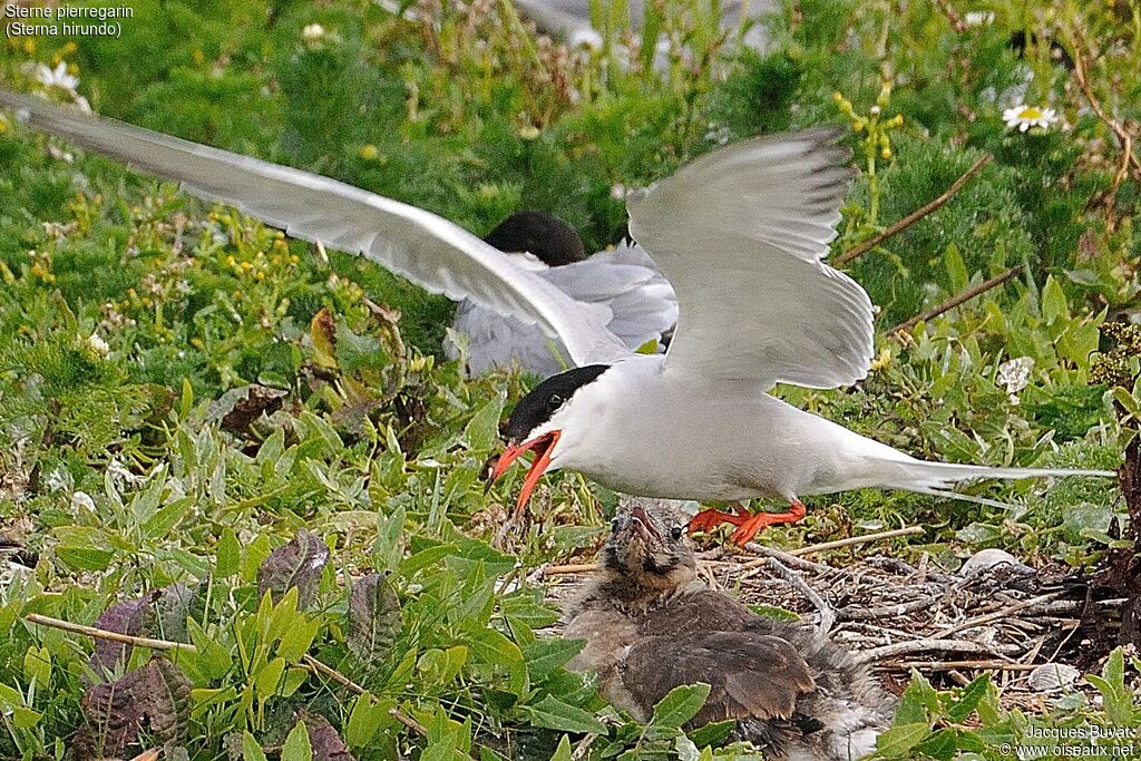 Common Tern, Reproduction-nesting