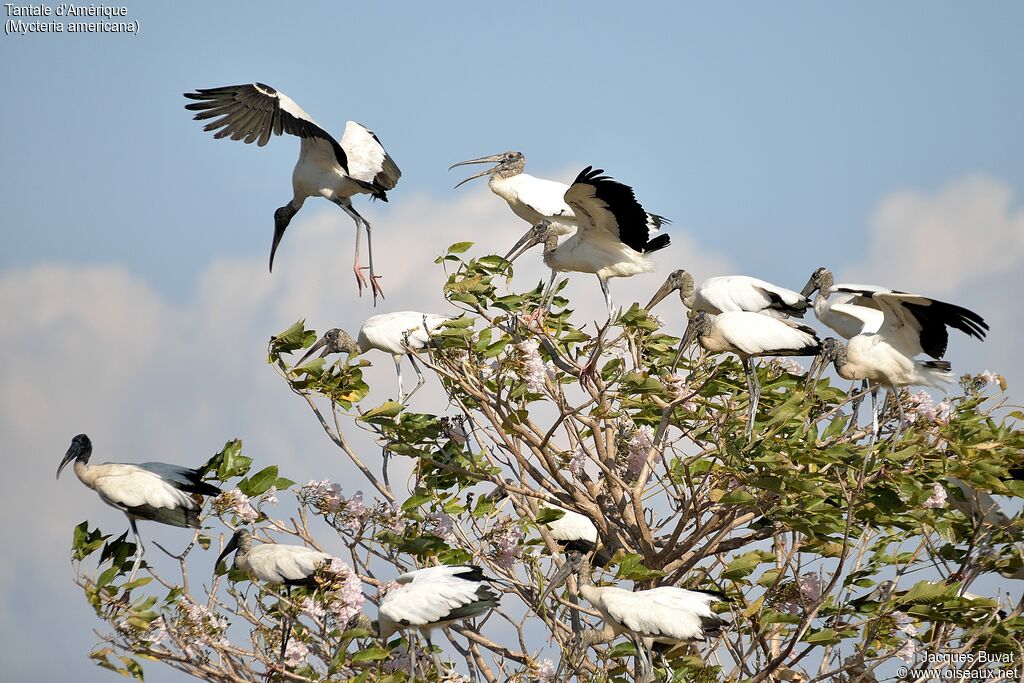 Wood Storkadult, aspect, pigmentation, Flight
