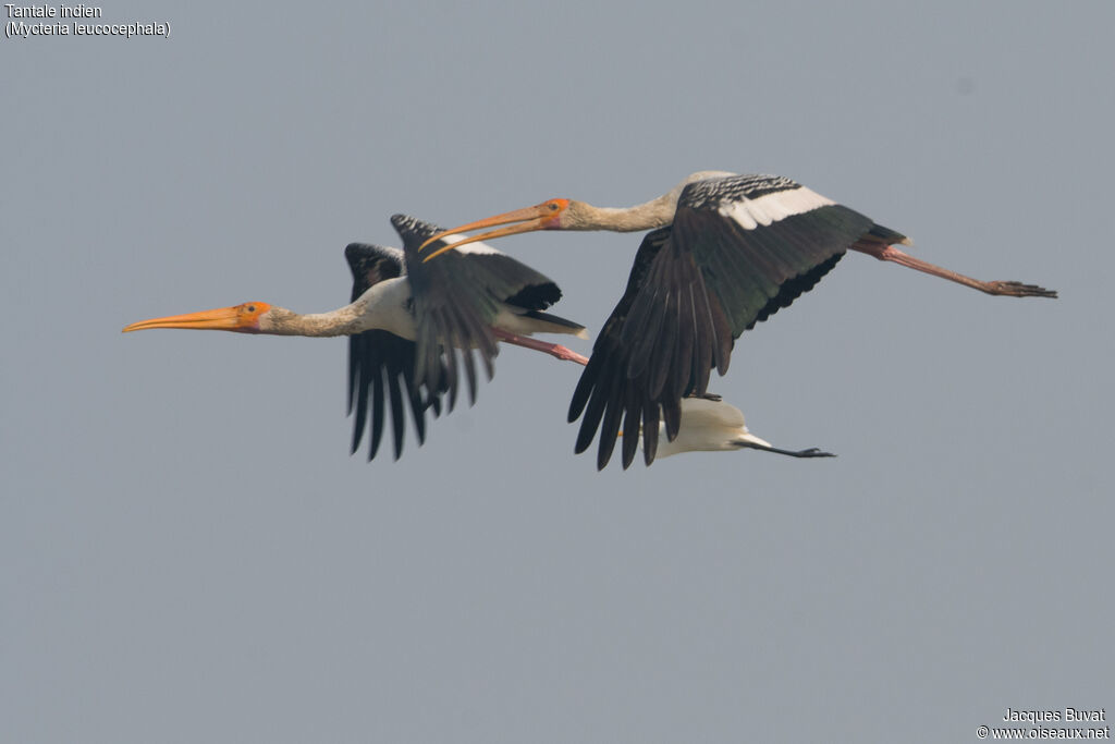 Painted Storkadult, aspect, pigmentation, Flight