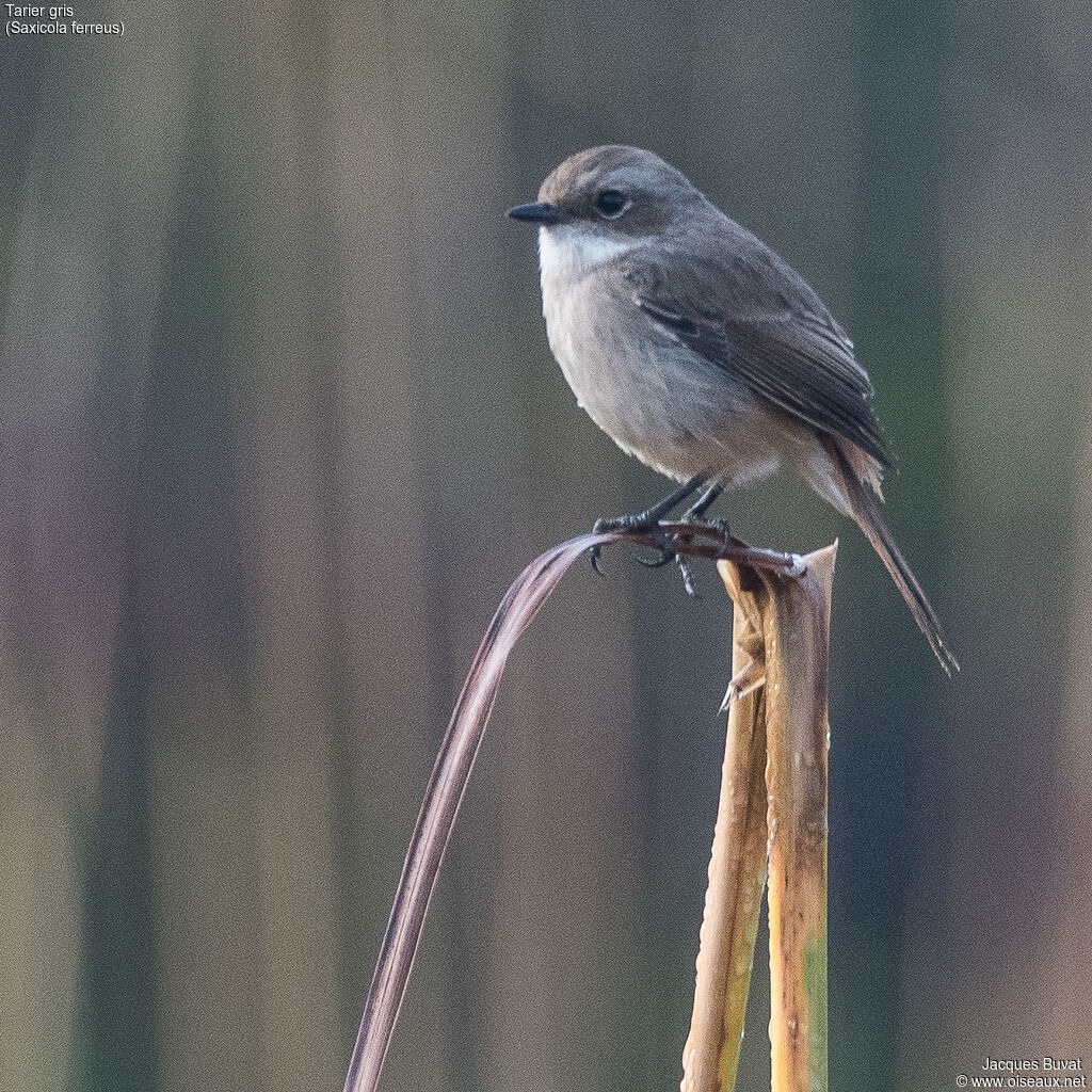 Tarier gris femelle adulte, identification, composition, pigmentation