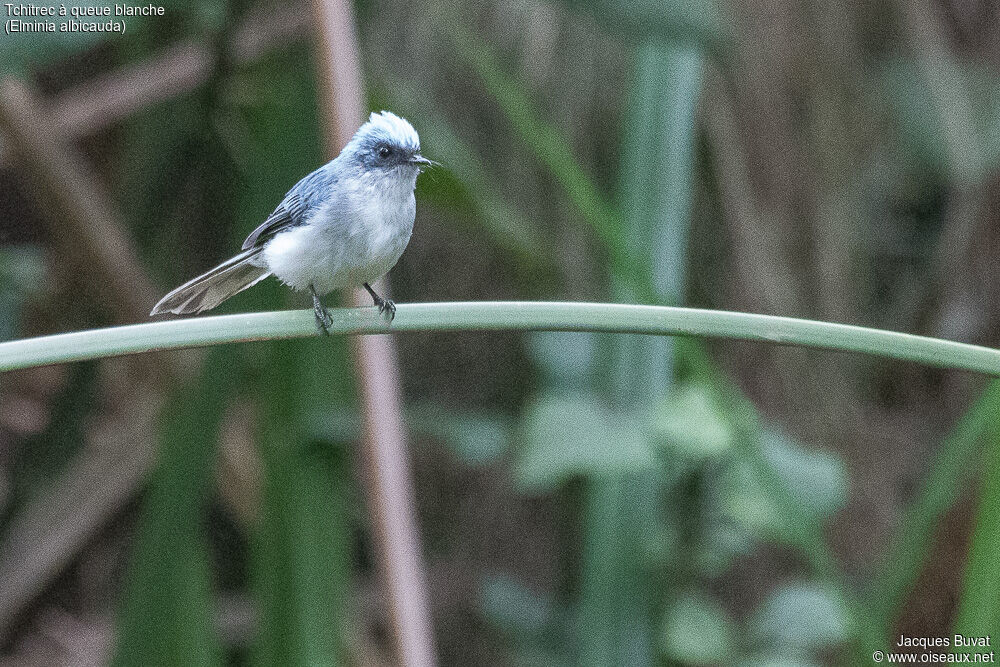 White-tailed Blue Flycatcheradult