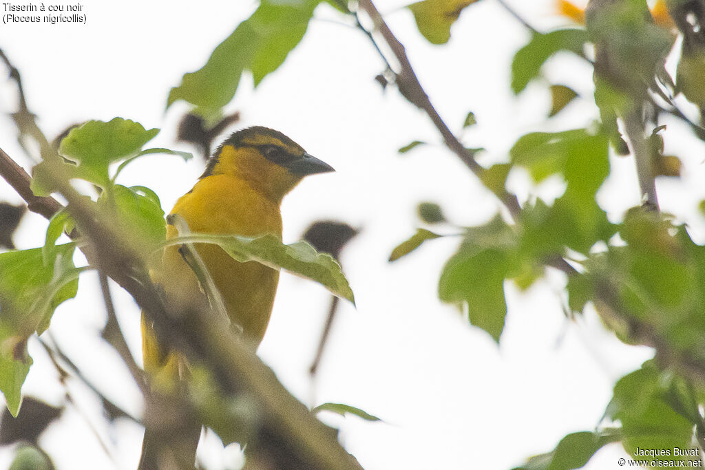 Black-necked Weaver female adult