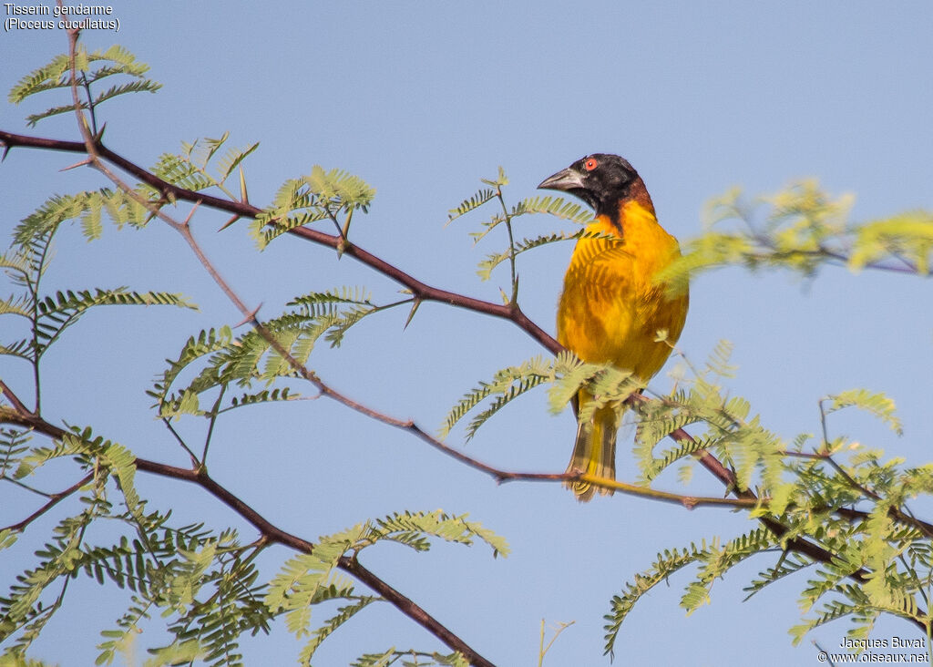 Village Weaver male adult breeding
