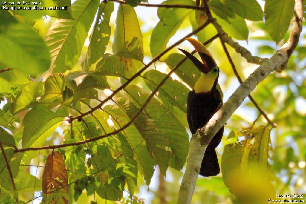 Toucan de Swainsonadulte