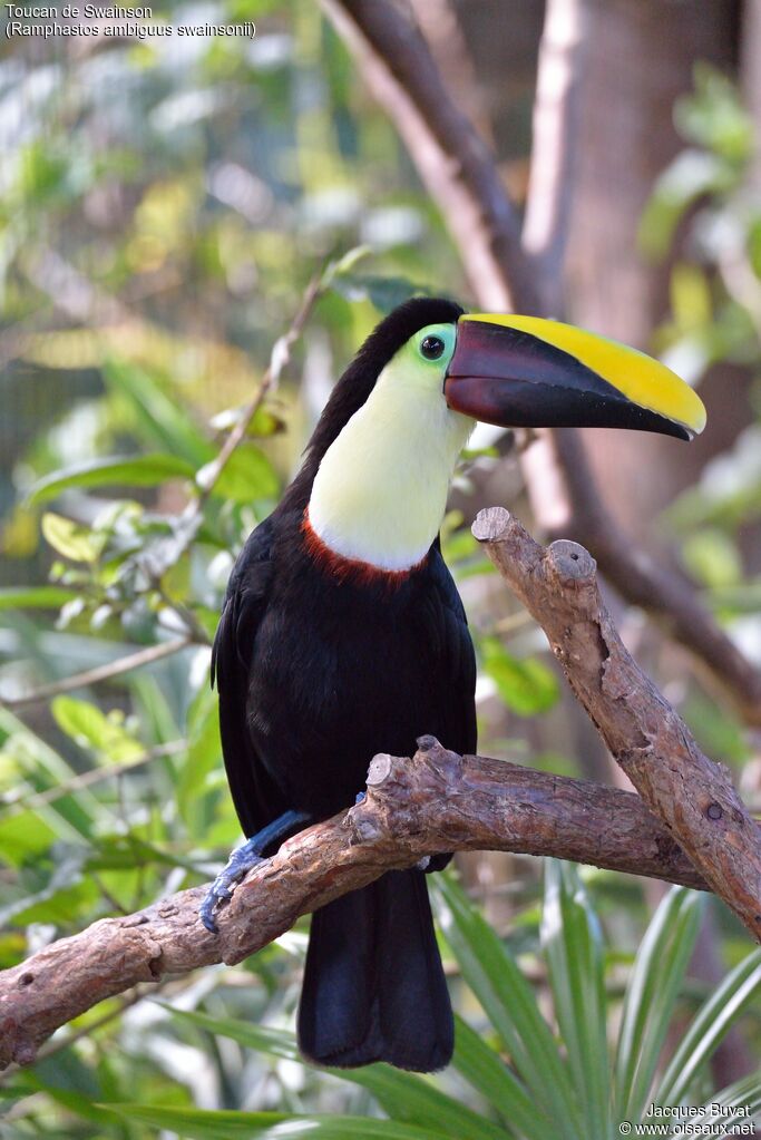 Toucan de Swainson, portrait, composition, pigmentation