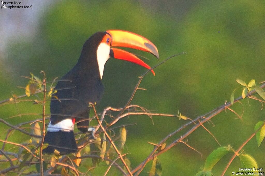 Toucan tocoadulte