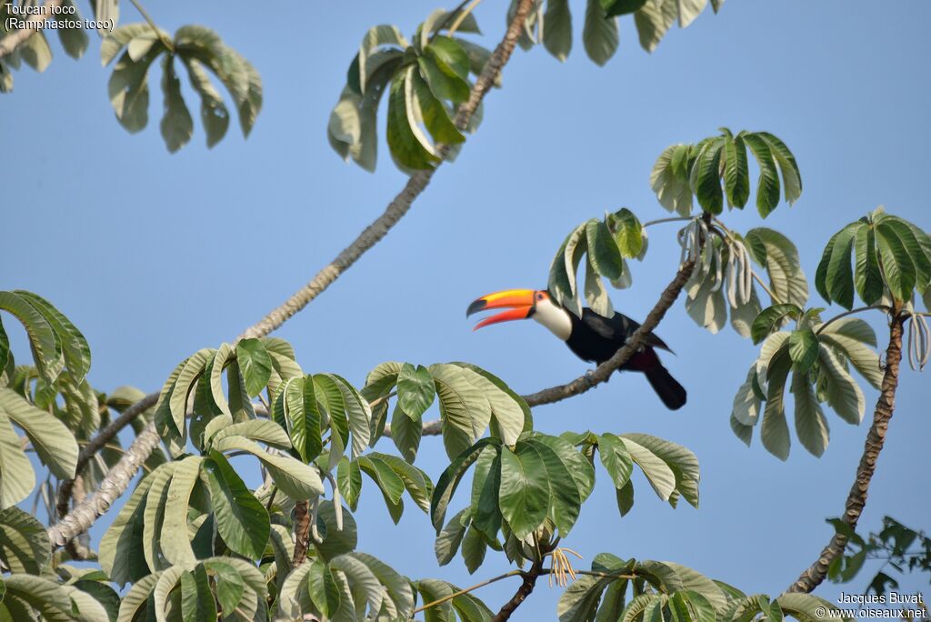 Toco Toucanadult