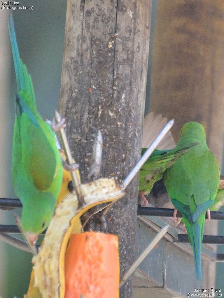 Plain Parakeetadult, identification, feeding habits, Behaviour