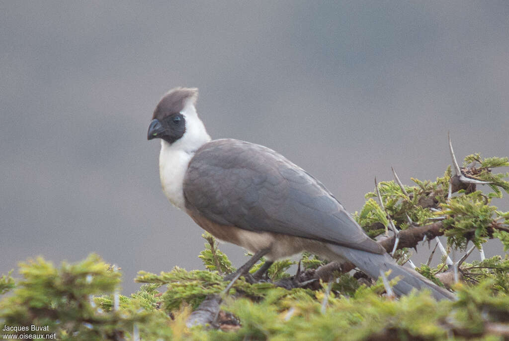 Bare-faced Go-away-birdadult breeding, identification