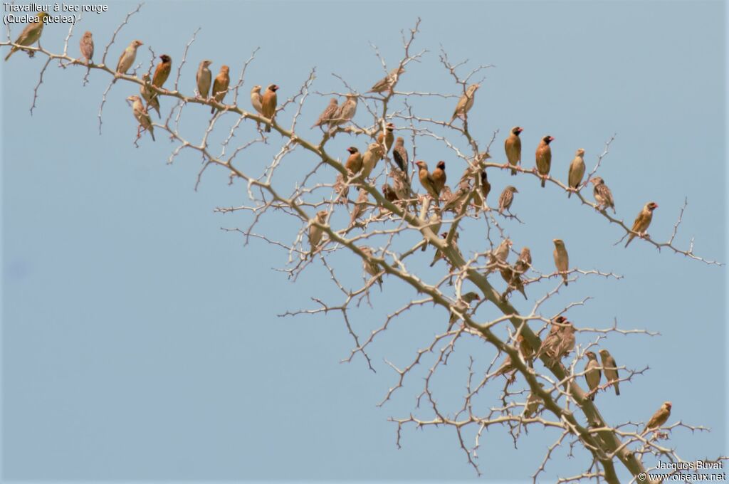 Red-billed Queleaadult breeding, aspect, pigmentation