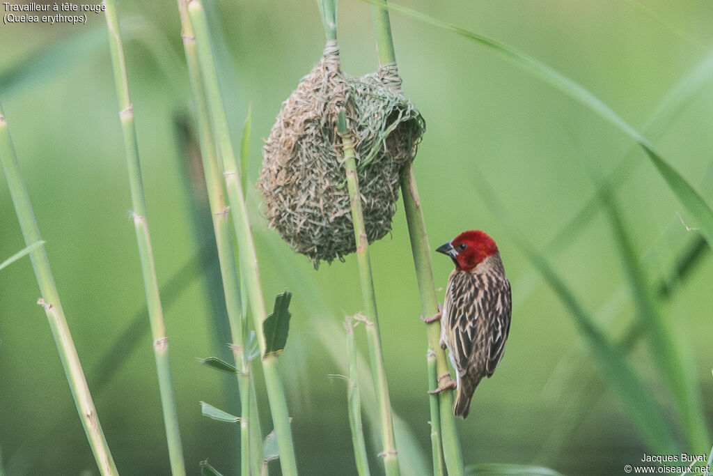Red-headed Quelea male adult breeding