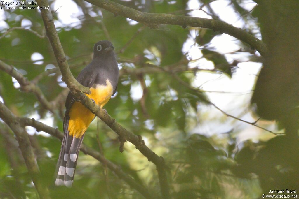 Trogon à tête noire mâle adulte