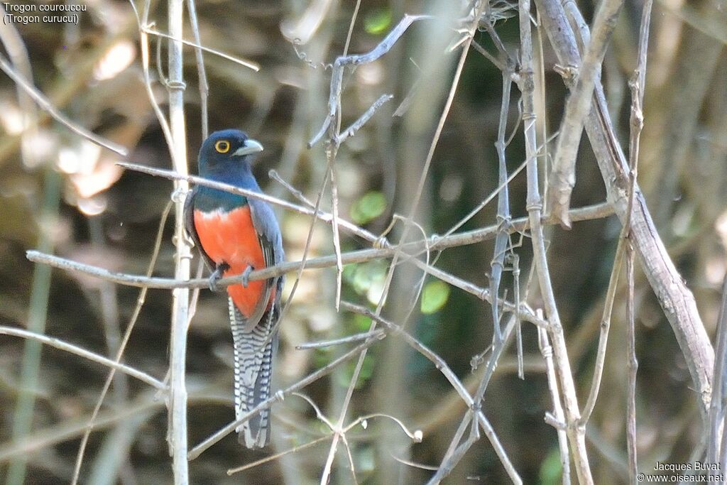 Trogon couroucouadulte