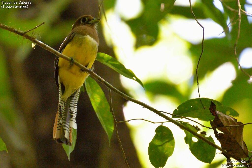 Trogon de Cabanis femelle adulte