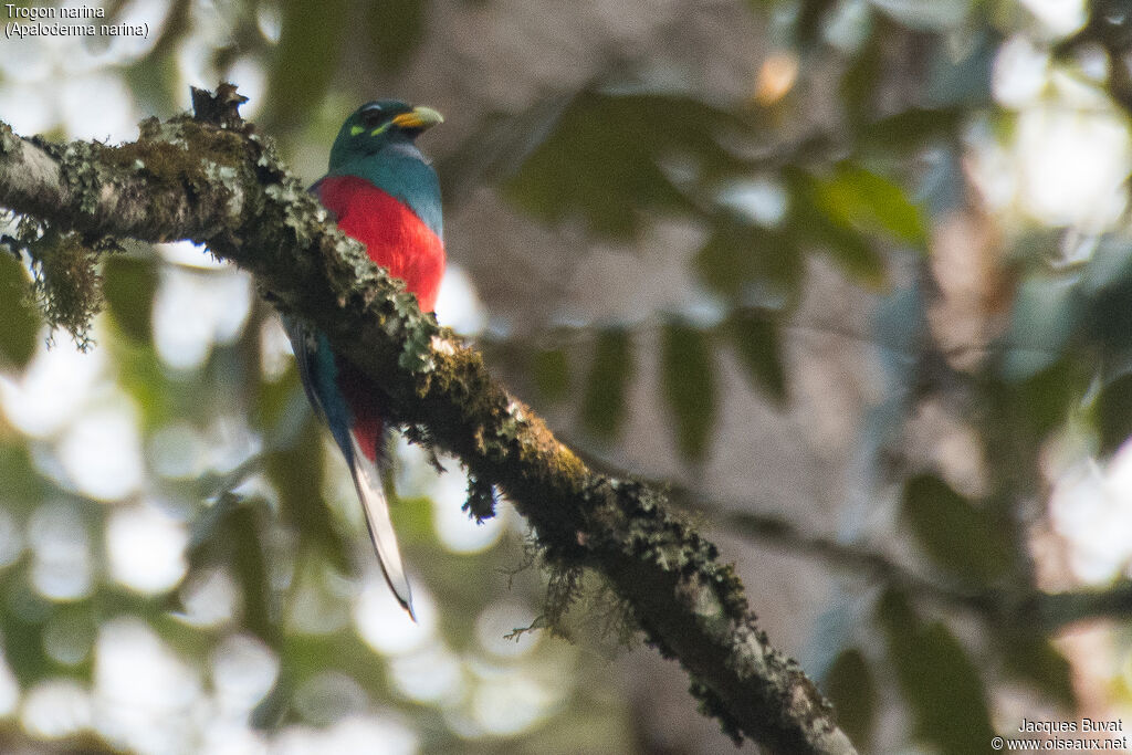 Trogon narina mâle adulte