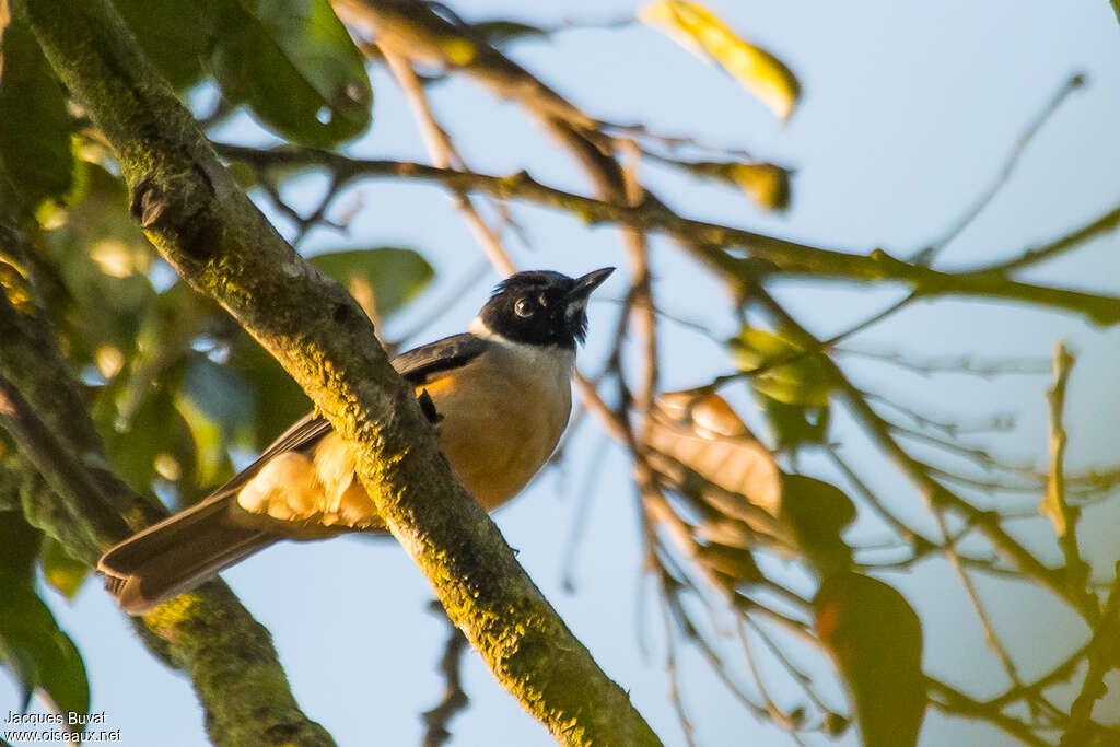 Tylas à tête noireadulte, identification
