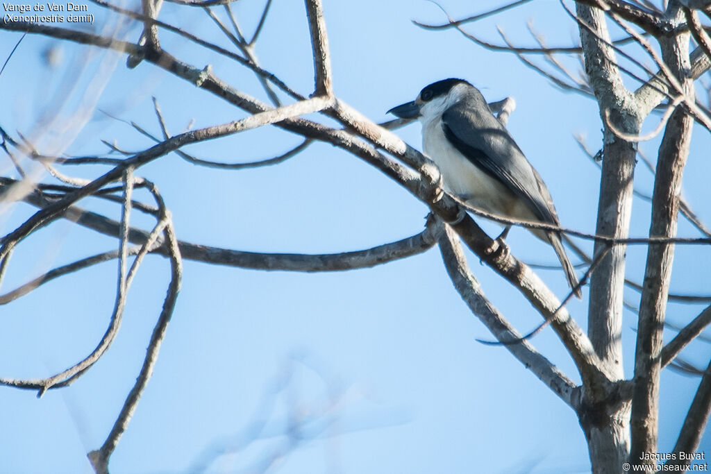 Van Dam's Vanga female adult