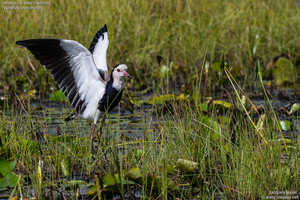 Long-toed Lapwingadult