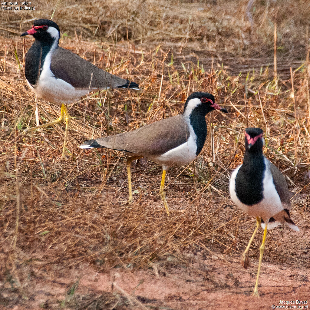 Red-wattled Lapwingadult, aspect, pigmentation