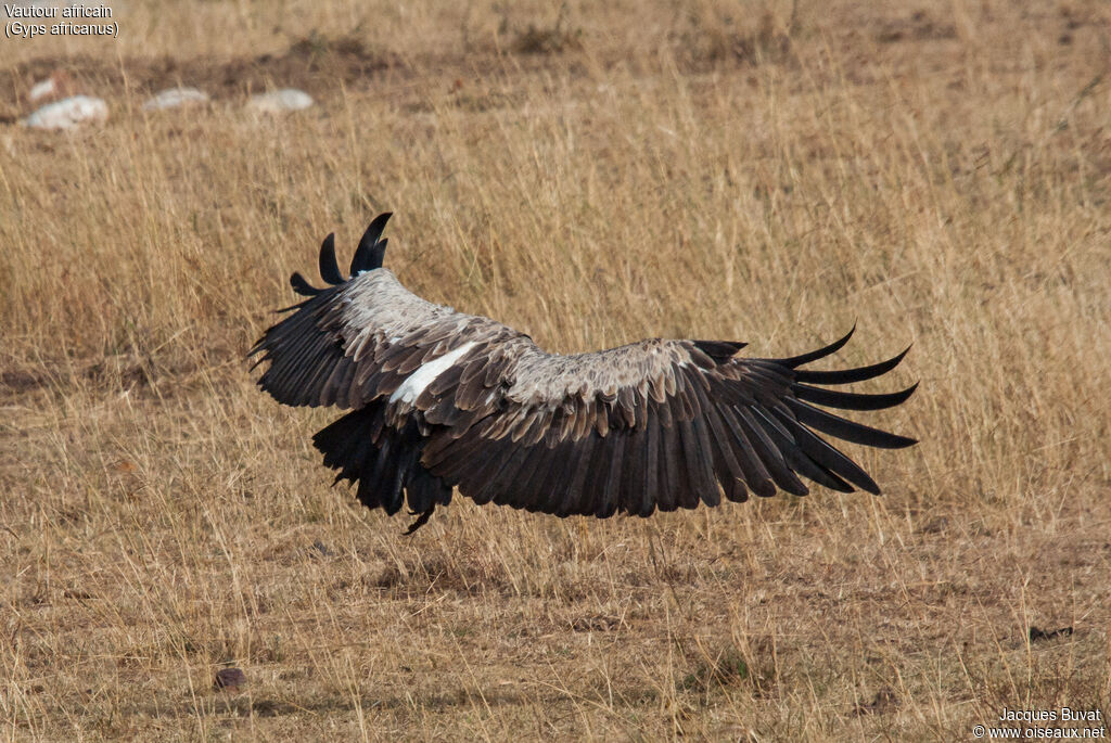 White-backed Vultureadult, aspect, pigmentation, Flight
