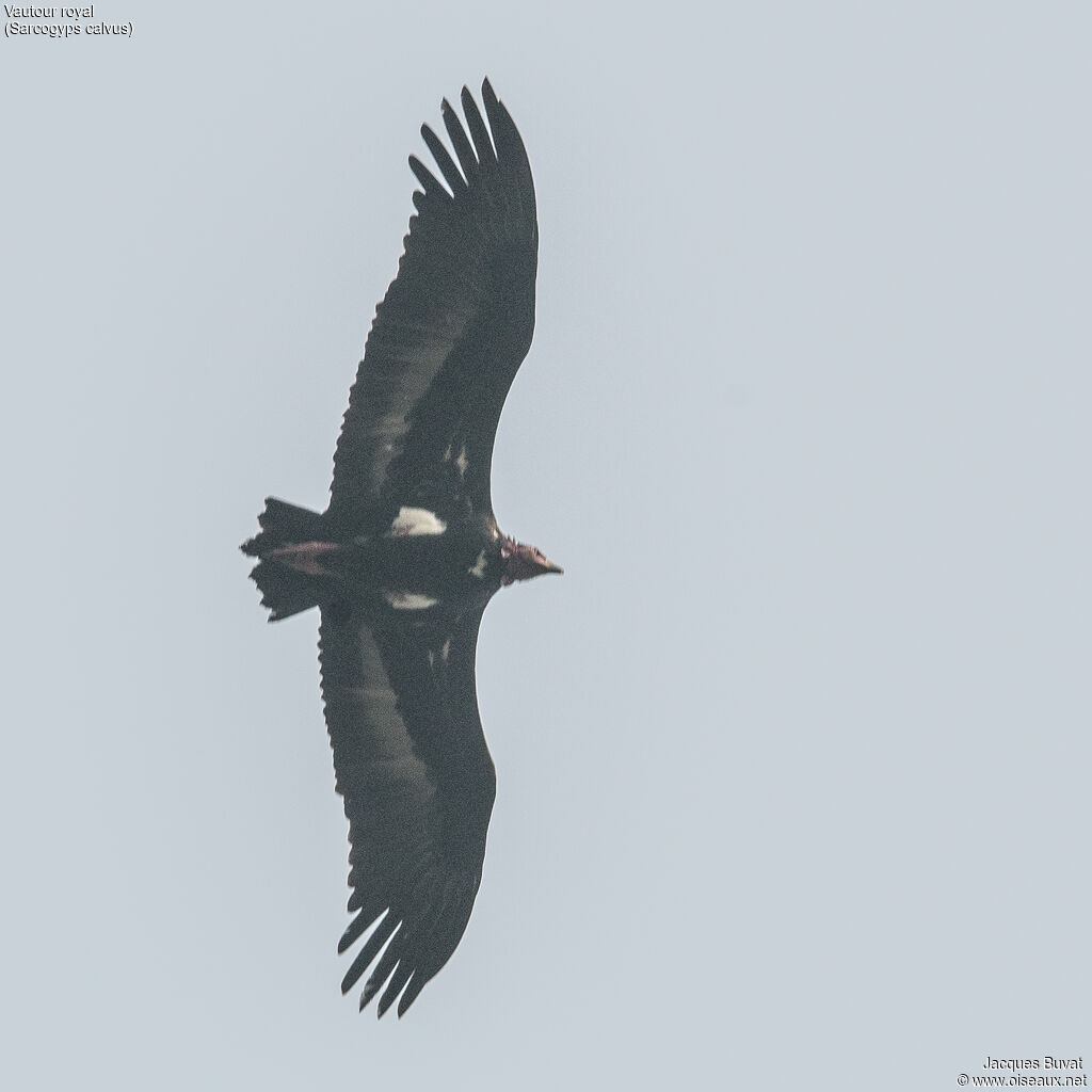 Vautour royaladulte, composition, pigmentation, Vol