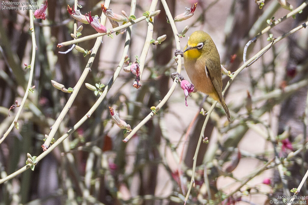 Orange River White-eyeadult