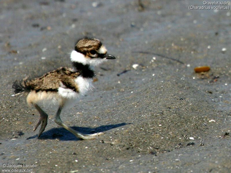 Killdeer