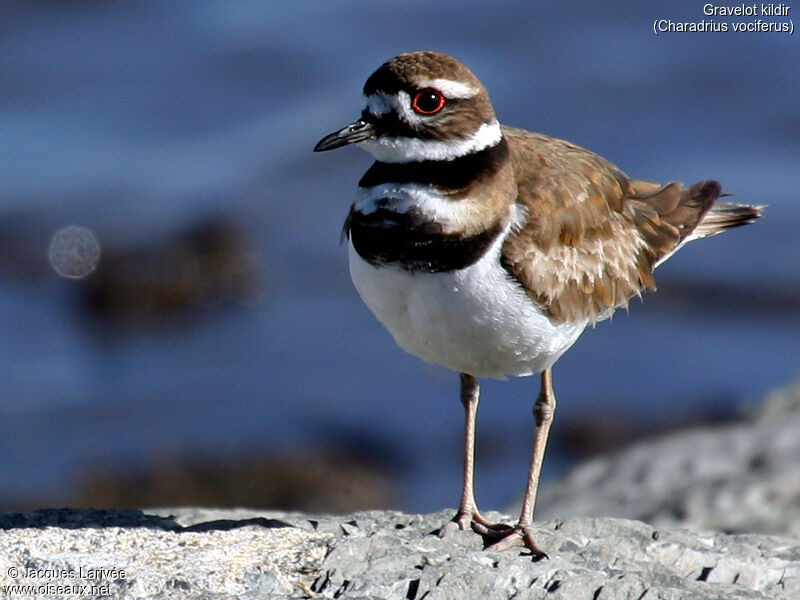 Killdeer