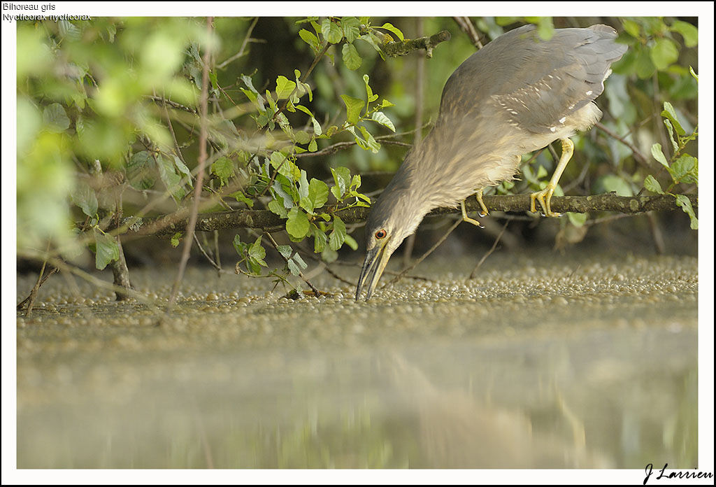 Black-crowned Night Heron