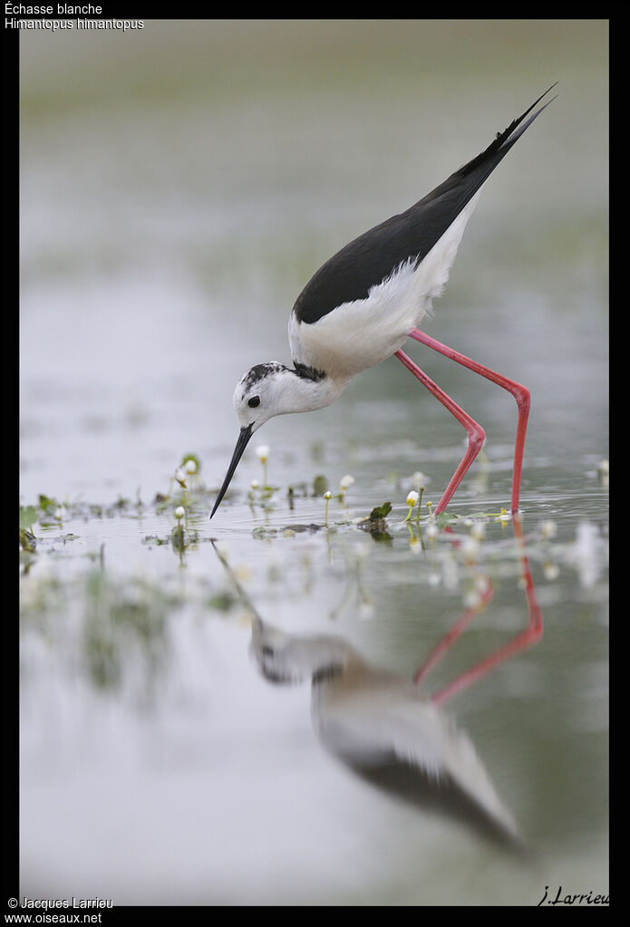 Black-winged Stilt