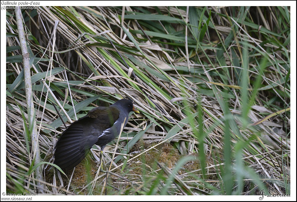 Gallinule poule-d'eau
