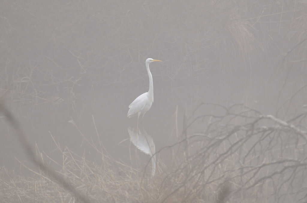 Great Egret
