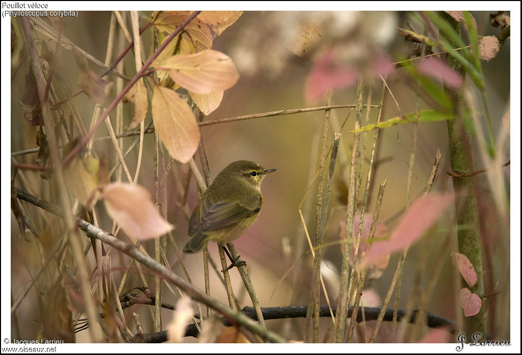Common Chiffchaff